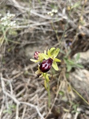 Ophrys sphegodes gortynia