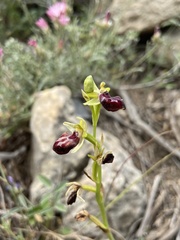 Ophrys sphegodes gortynia