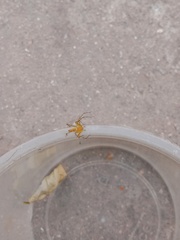 Oxyopes javanus