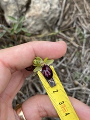 Ophrys sphegodes gortynia
