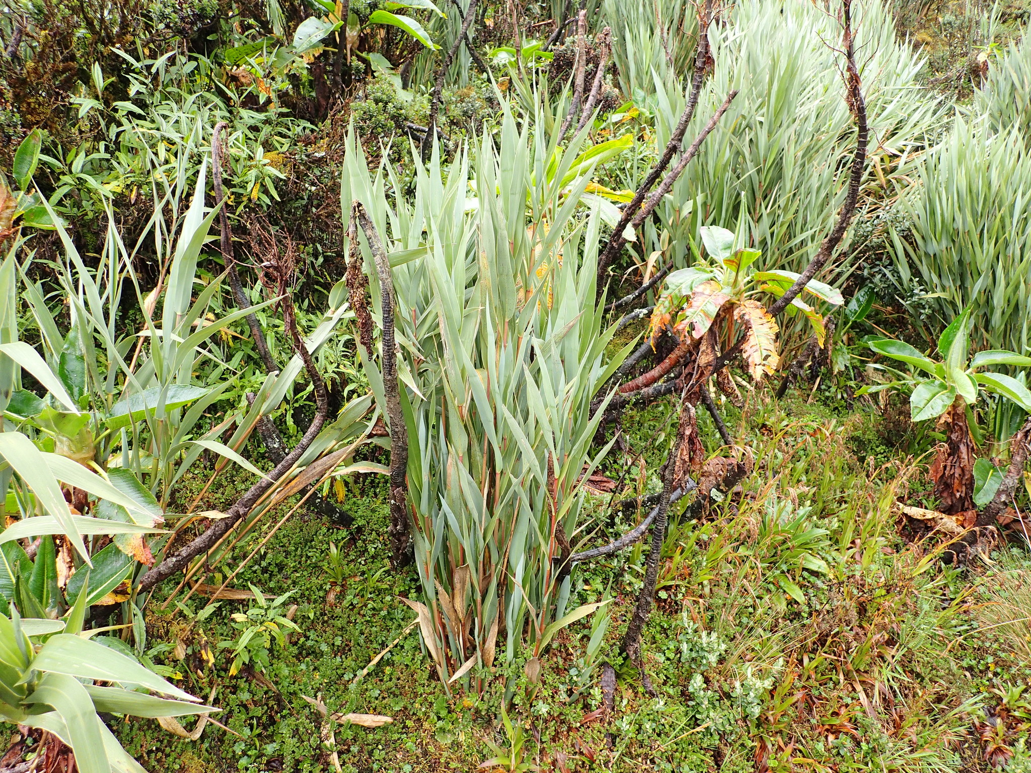 Chusquea villosa