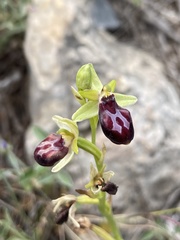 Ophrys sphegodes gortynia