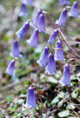 Soldanella pusilla