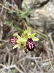 Ophrys sphegodes gortynia