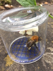 Bombus pascuorum