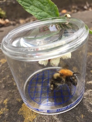 Bombus pascuorum