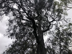 Lysicarpus angustifolius