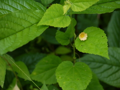 Sida cordata