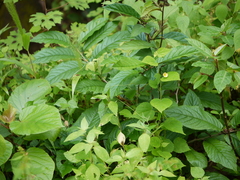 Sida cordata
