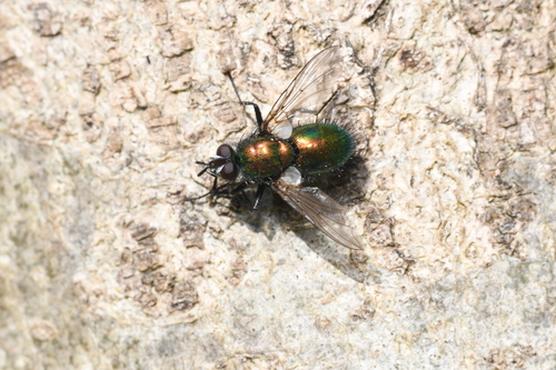 Gymnocheta viridis photo 2