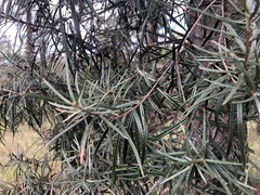 Lysicarpus angustifolius