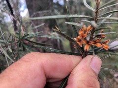 Lysicarpus angustifolius