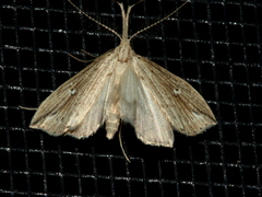 Trigonistis demonias