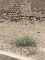 Buddleja scordioides