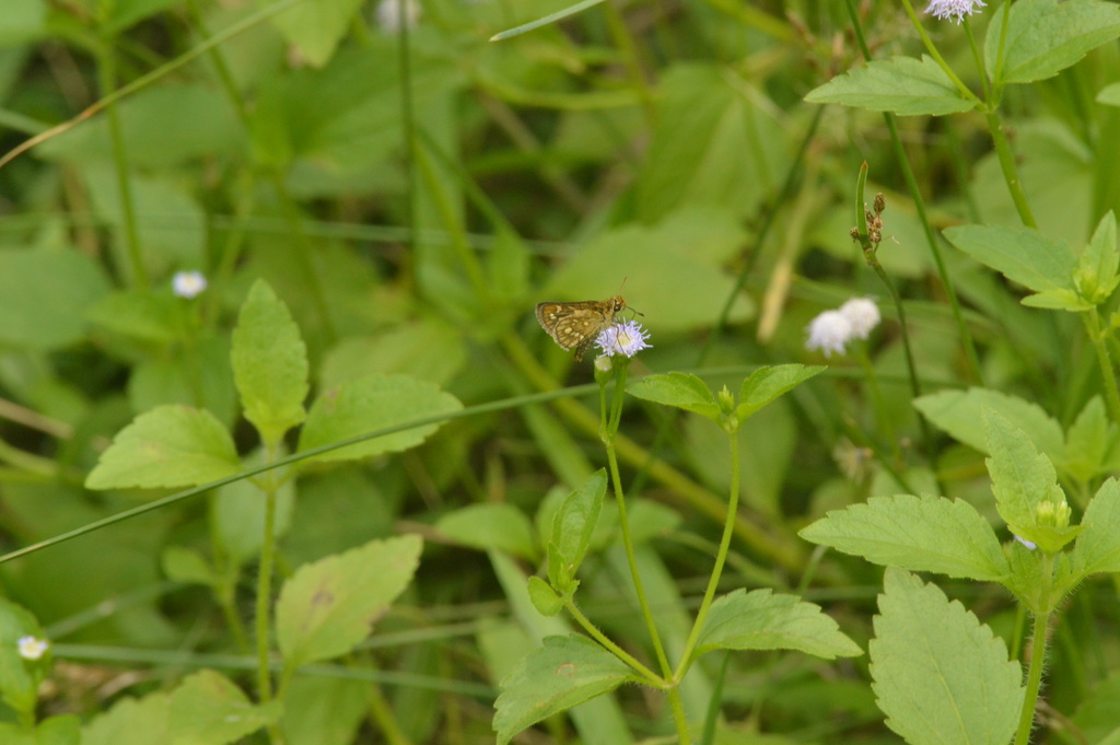 Spotted Grass Dart