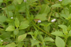 Taractrocera ardonia