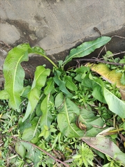 Rumex japonicus
