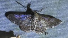 Cleora tenebrata