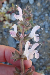 Salvia disermas