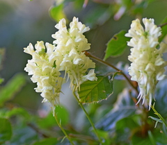 Linaria peloponnesiaca