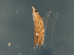 Capua leucostacta