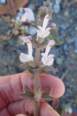 Salvia disermas