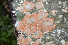 Integripelta