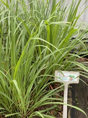Cymbopogon nardus