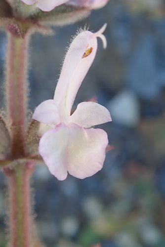Image of Salvia disermas by no rights reserved