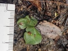 Corybas undulatus