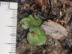Corybas undulatus