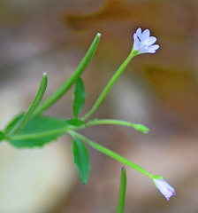 Epilobium collinum