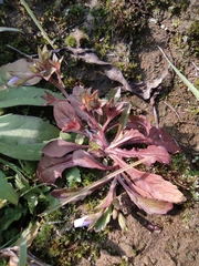 Mazus miquelii