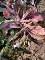 Mazus miquelii
