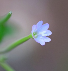 Epilobium collinum