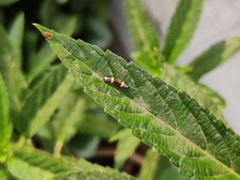 Stathmopoda auriferella
