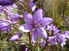 Gentianella ruizii