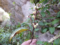 Miconia alpina