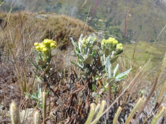 Senecio scrobicaroides