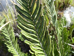 Blechnum loxense