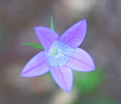 Campanula spatulata