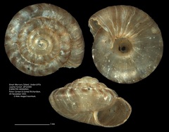 Punctidae