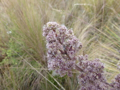Valeriana weberbaueri