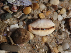 Staphylaea staphylaea