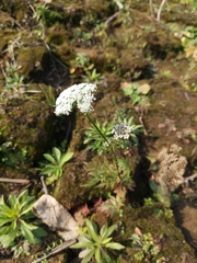 Cnidium monnieri