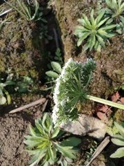 Cnidium monnieri