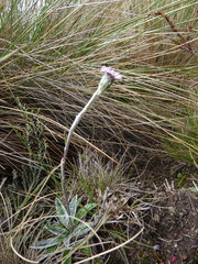 Oritrophium peruvianum