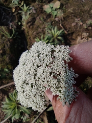 Cnidium monnieri