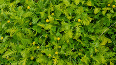 Leptinella plumosa