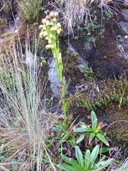 Senecio tephrosioides